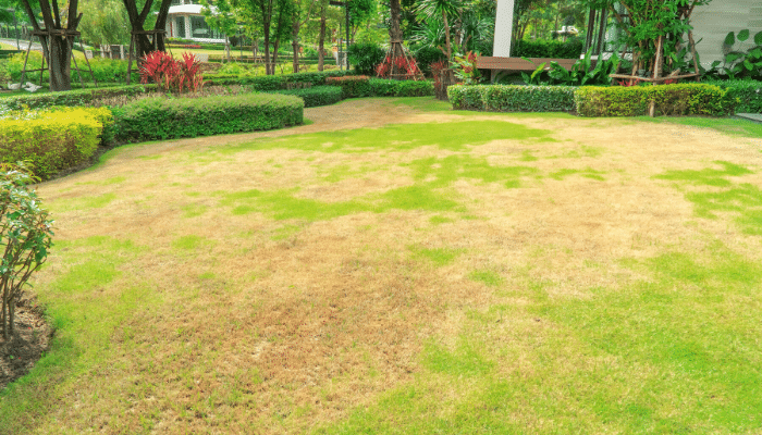 Have Brown Grass? Here’s Why and What To Do?