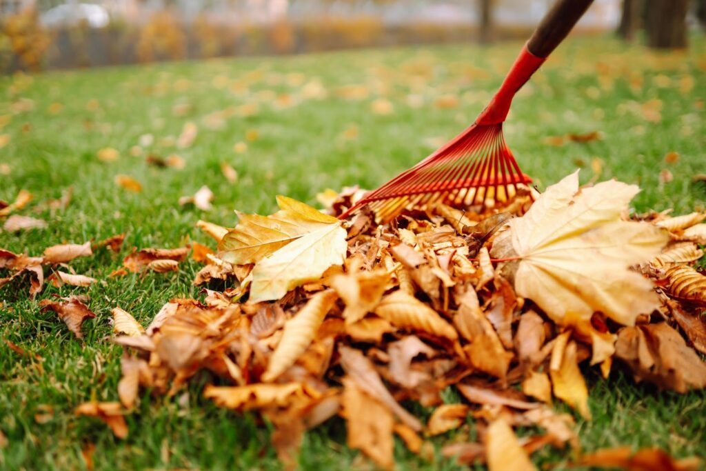 A rake picking up leaves from grass in a yard. Seasonal Lawn Care, Lawn Care, Weather