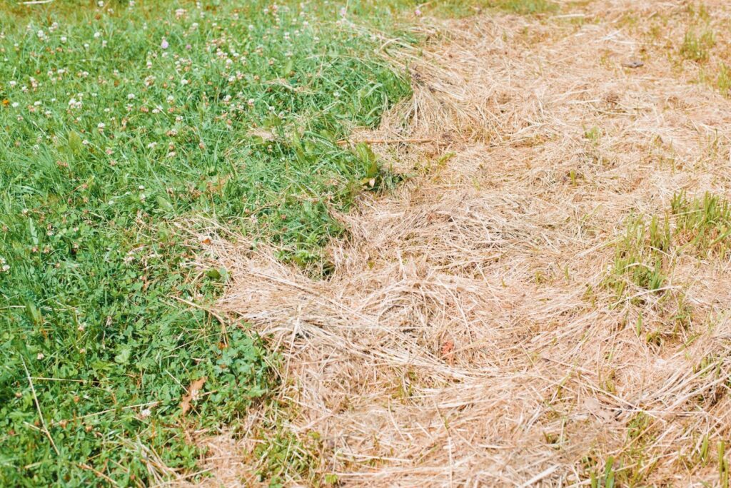 A serene grassy field featuring a winding dirt path, inviting exploration through the lush greenery.