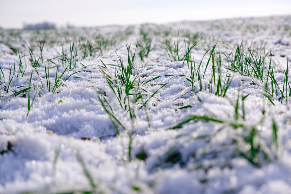 A winter scene of grass blanketed in snow, highlighting the importance of winterizing your lawn for optimal care.