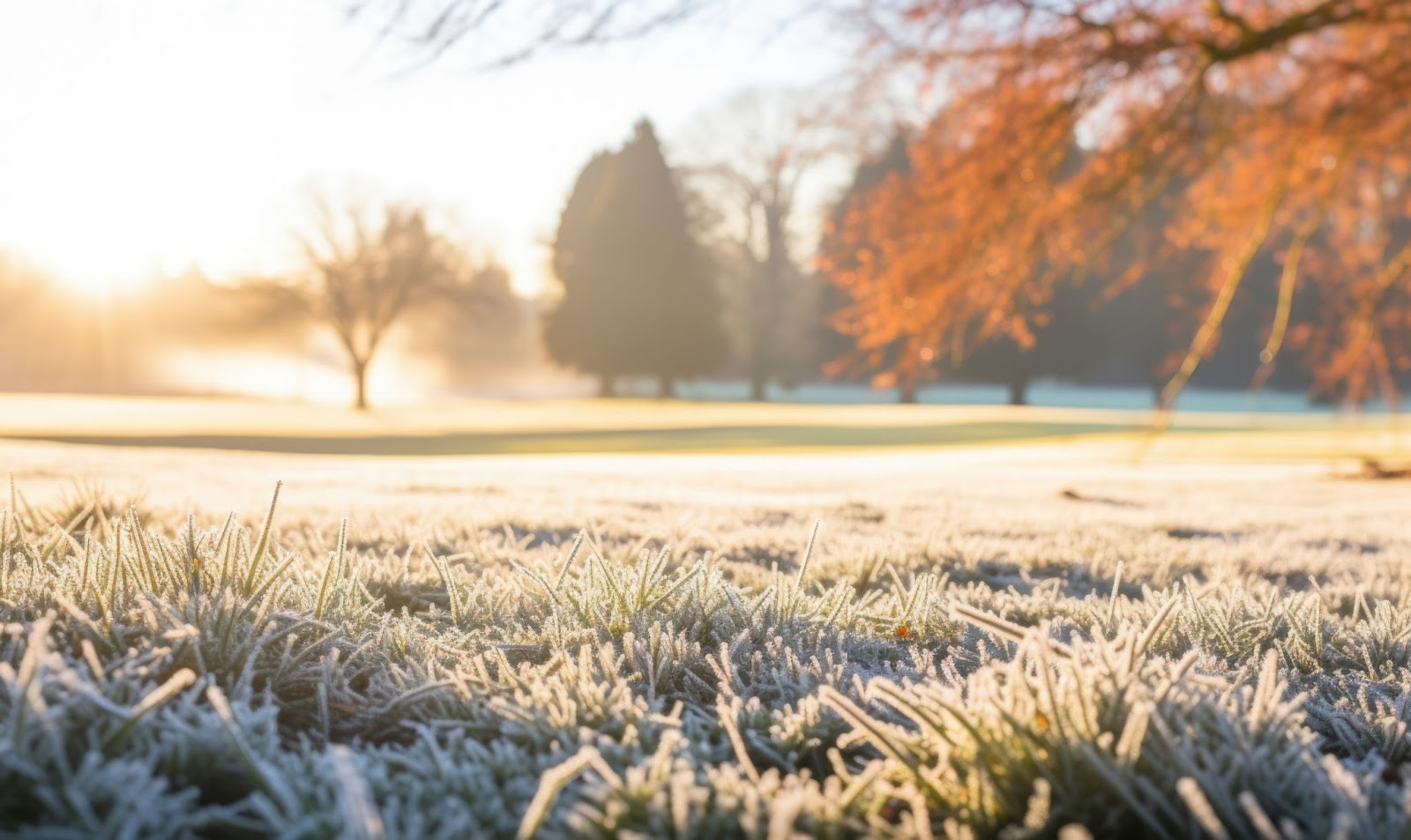 Frost-covered grass and trees illuminated by morning light, highlighting winter lawn care and frost management techniques.