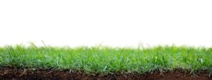 A close-up view of vibrant green grass emerging from the soil, showcasing its texture and growth